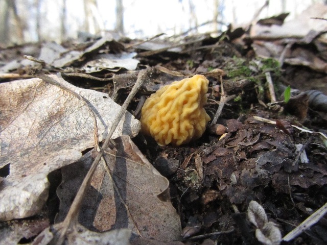 Illustration for article titled Itt a tavasz, dagad a deutschtomi