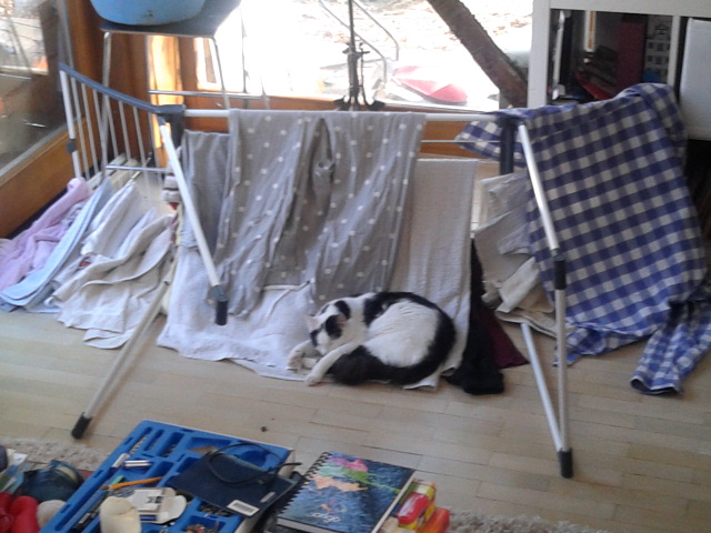 Hipsztergyilkosság Oroszországban: meg akarta ölni a macskáját, erre agyonszúrta a férjét