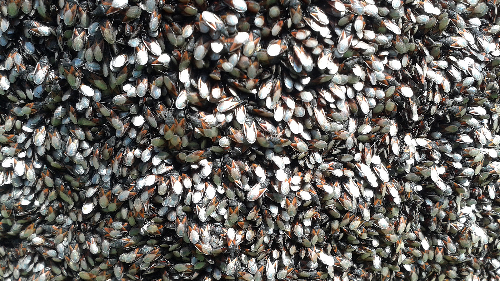 Sosem látott rovarinvázió árnyékolhatja be a tavaszt