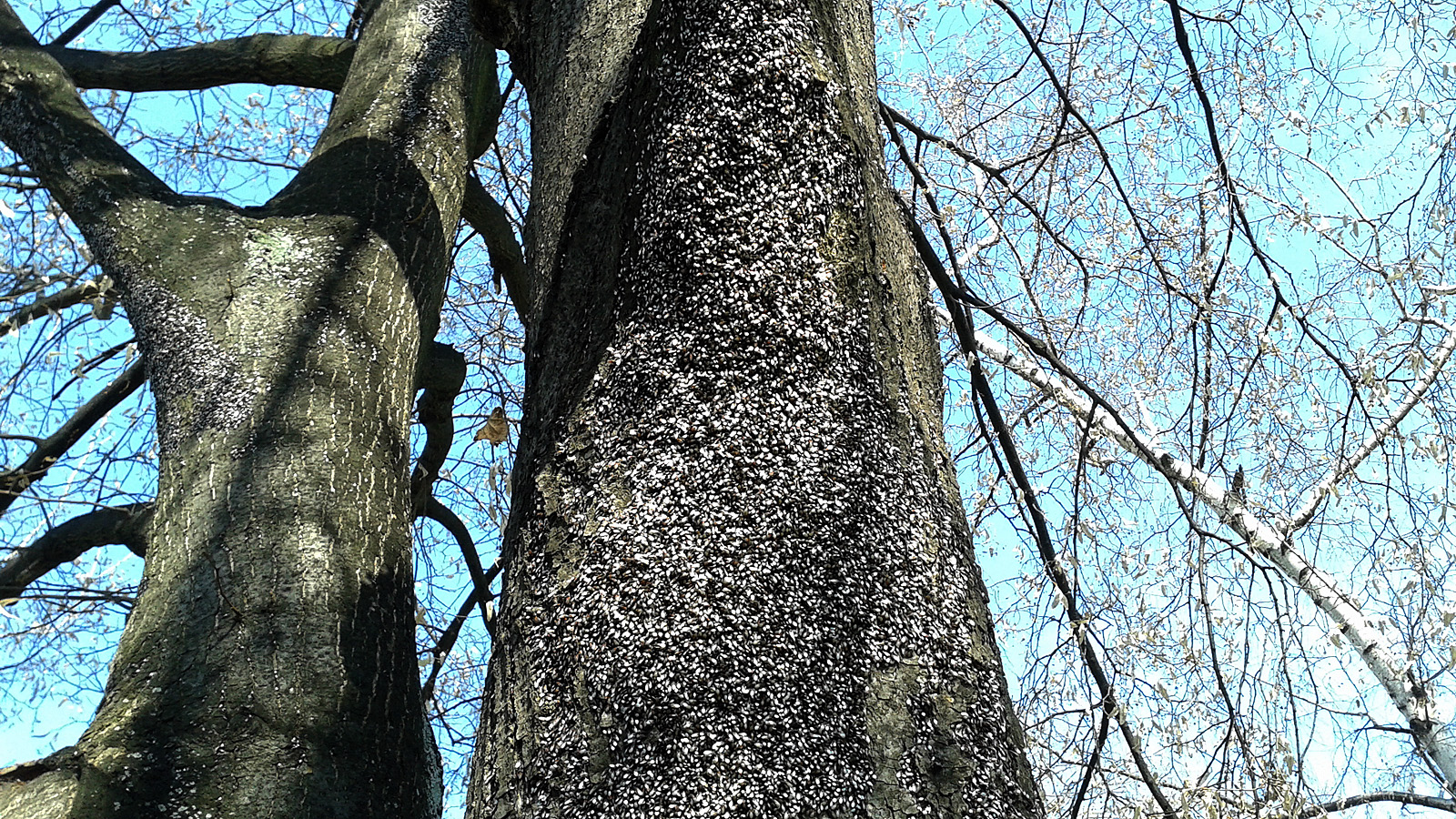 Illustration for article titled Sosem látott rovarinvázió árnyékolhatja be a tavaszt