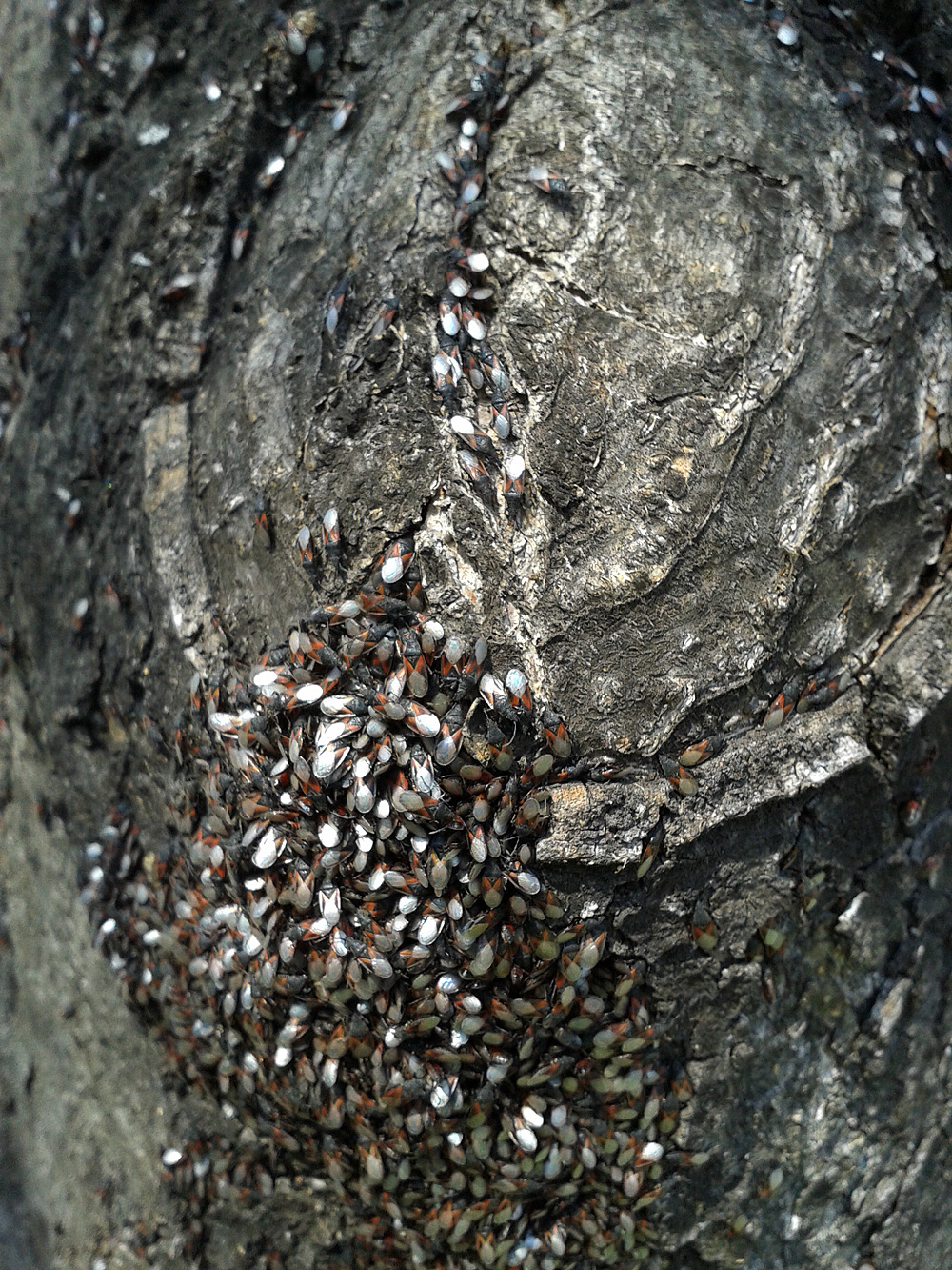 Illustration for article titled Sosem látott rovarinvázió árnyékolhatja be a tavaszt