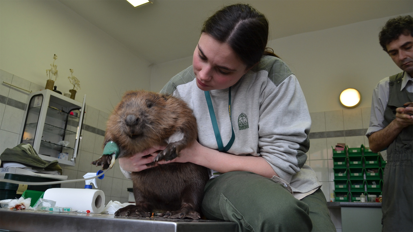 Nap cukisága: a megmentett őrségi hód