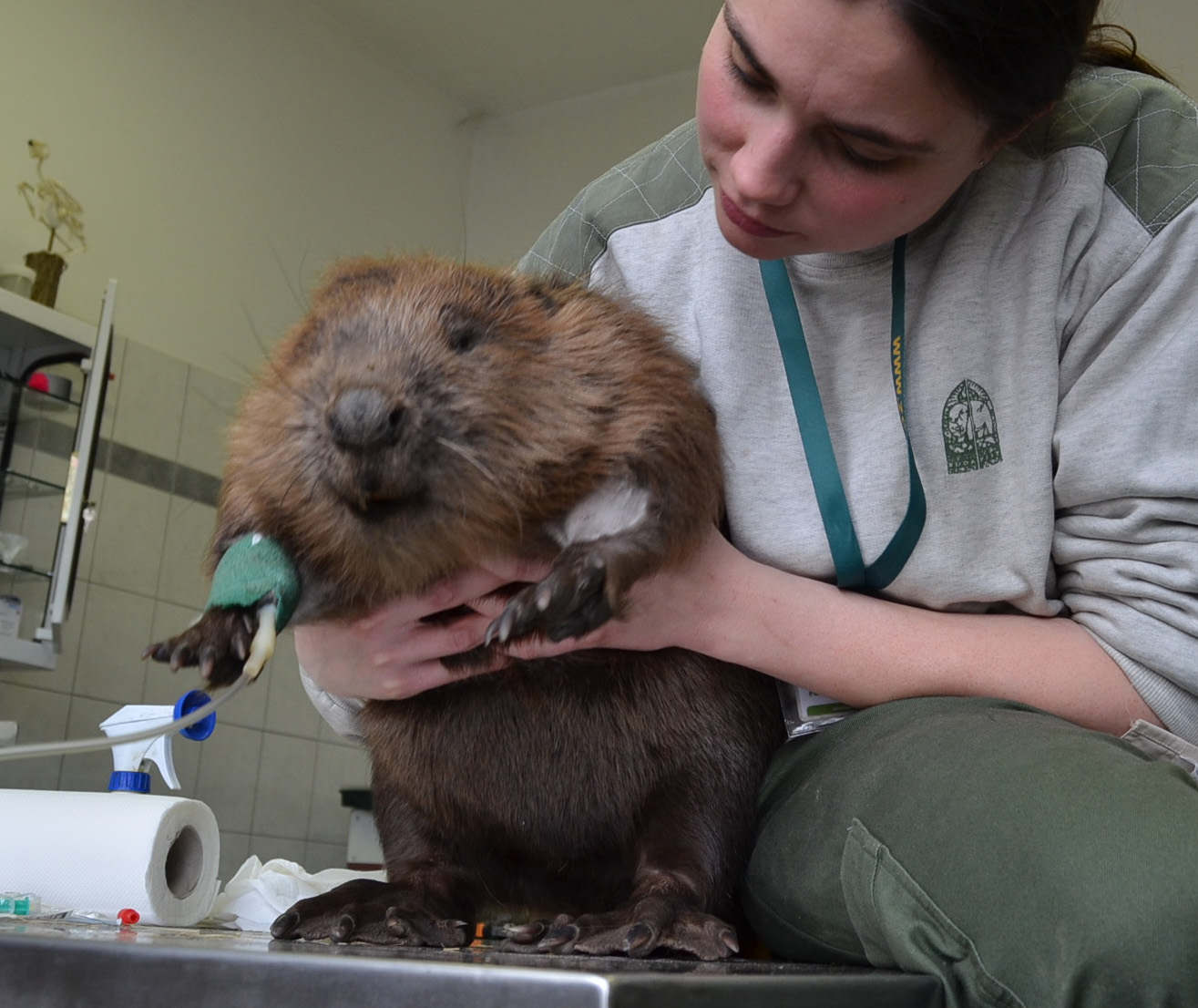 Illustration for article titled Nap cukisága: a megmentett őrségi hód