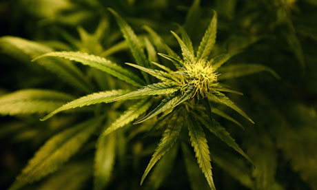 Meg akarják tanítani az angoloknak, milyen az igazi fűszag