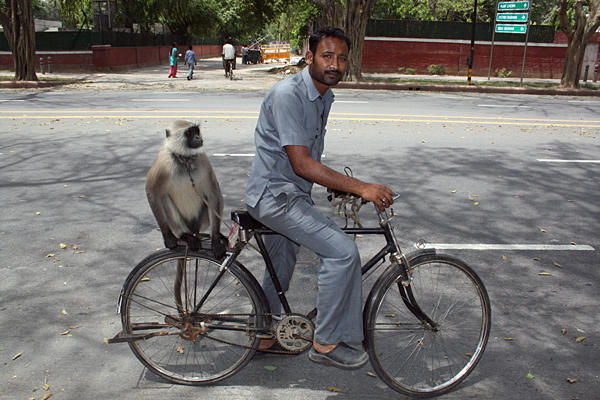 Majmokkal védte magát a majmok ellen az indiai kormány, az állatvédők miatt jöhet az új majomterror