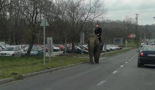 Egy Tumblr-felhasználó kiderítette, miért szökött el az egerszegi elefánt!