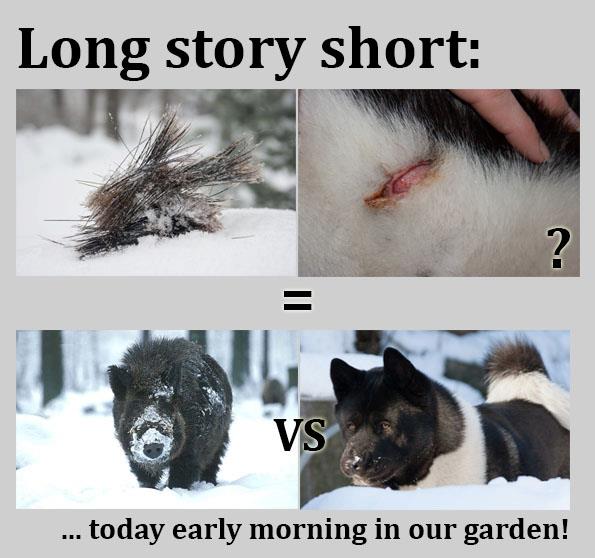 Ekkora sebet vágott a vaddisznó a XII. kerületi kutyán ma hajnalban