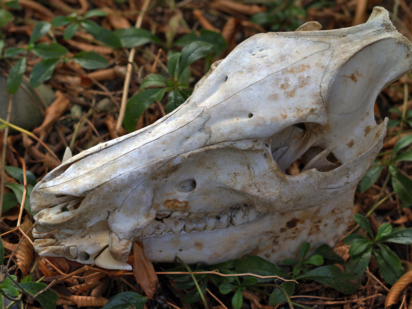 Már lövik a vaddisznókat a XII. kerületben