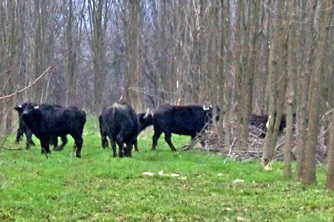 Vad bivalyok tartanak rettegésben egy somogyi falut (javítva!)
