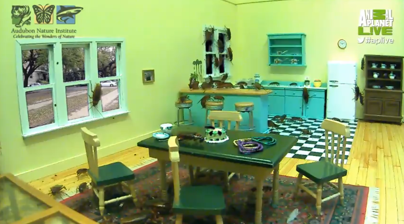 Nézz csótányokat élőben!