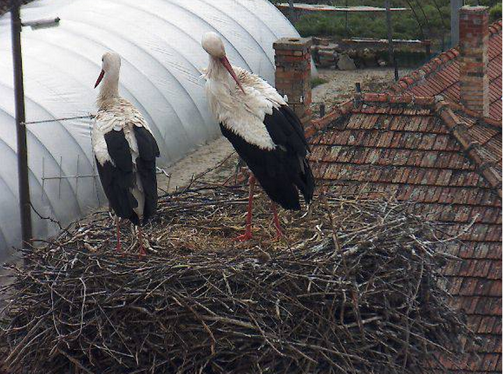 Csak tollászkodnak Röszkén a gólyák, itt csak a madarak Pintér Sándora tudna rendet tenni egy közmunkaprogrammal