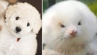 Patkánygate a Blikkben: azt írták, patkányt adtak el kutyaként, pedig görény volt az