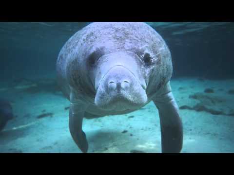 Cukiság extra: Egyetlen helyen legális lamantinhasat vakargatni Amerikában