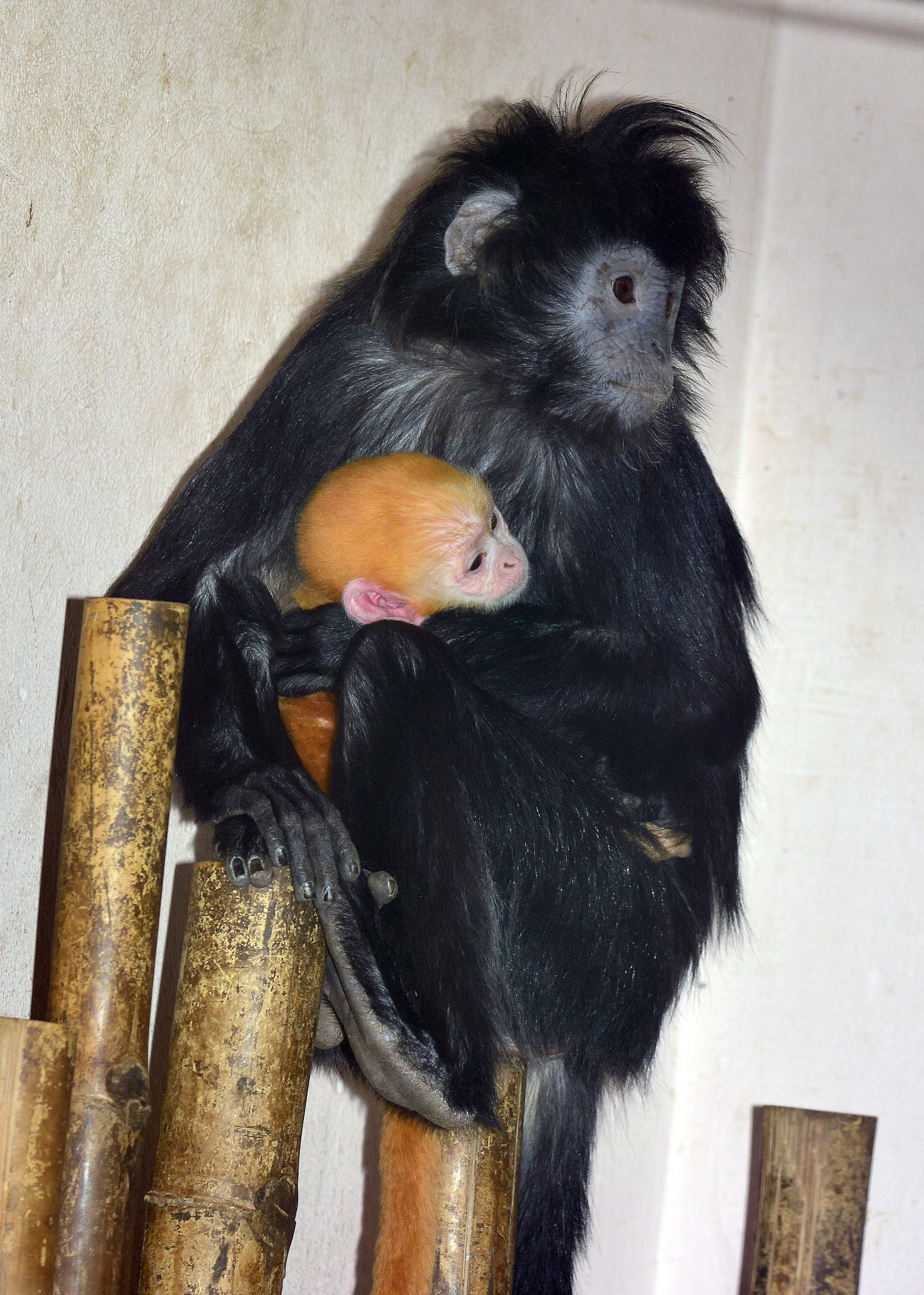 Illustration for article titled Napi cukiság: Jávai langurkölyök született Budapesten