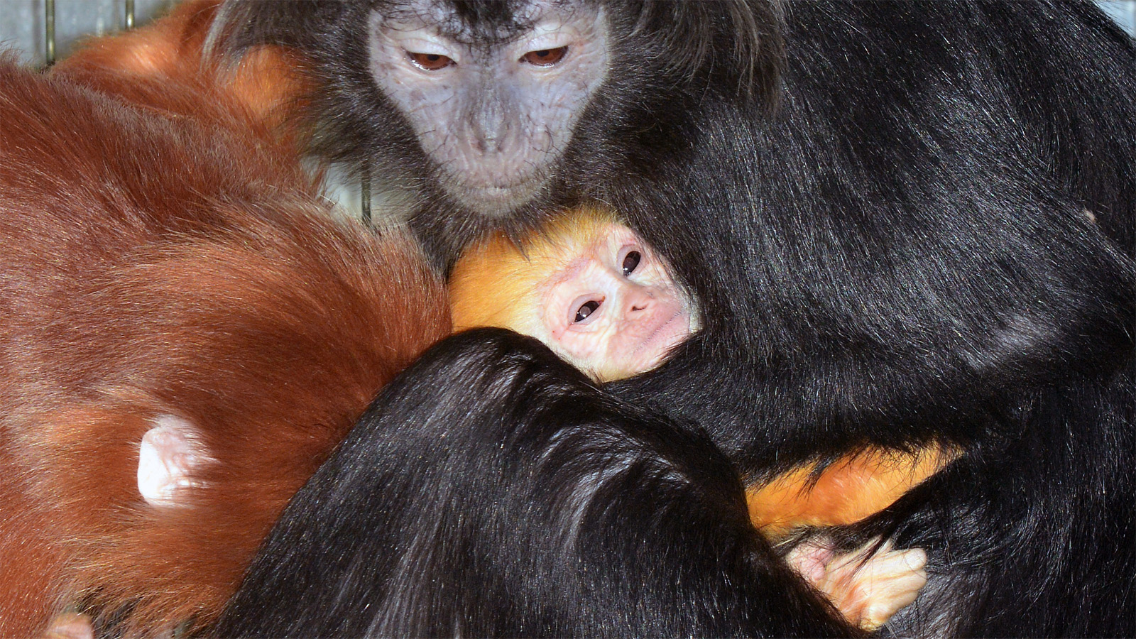Napi cukiság: Jávai langurkölyök született Budapesten