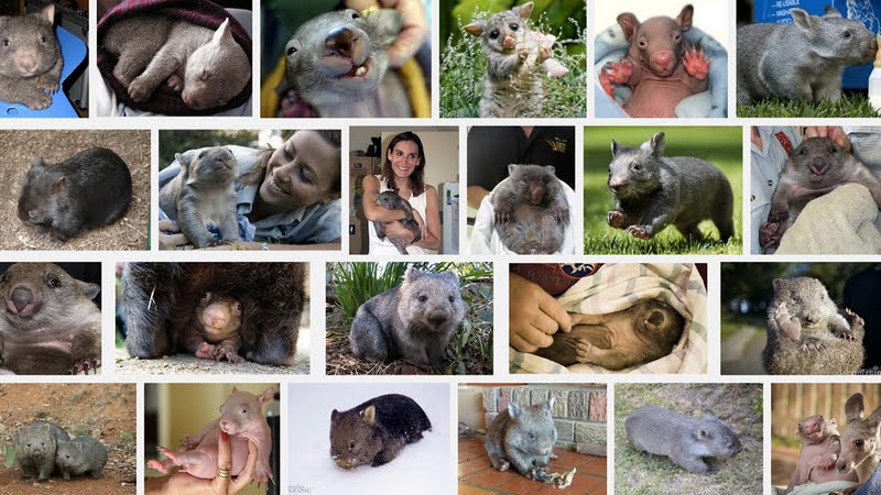 Budapestre ledobták a cukiságbombát, megszületett a bébivombat