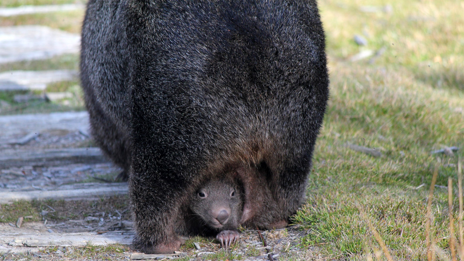Illustration for article titled Budapestre ledobták a cukiságbombát, megszületett a bébivombat