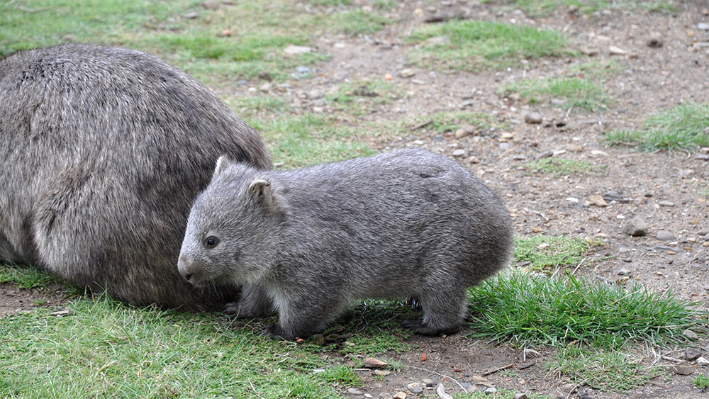A kíméletlen igazság a vombatról: nem is ANNYIRA aranyos