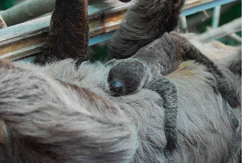 Illustration for article titled A kíméletlen igazság a vombatról: nem is ANNYIRA aranyos