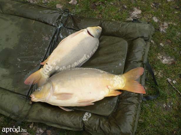 A nap kérdése: szexrabszolgát keresnek-e a bojlis horgászok?