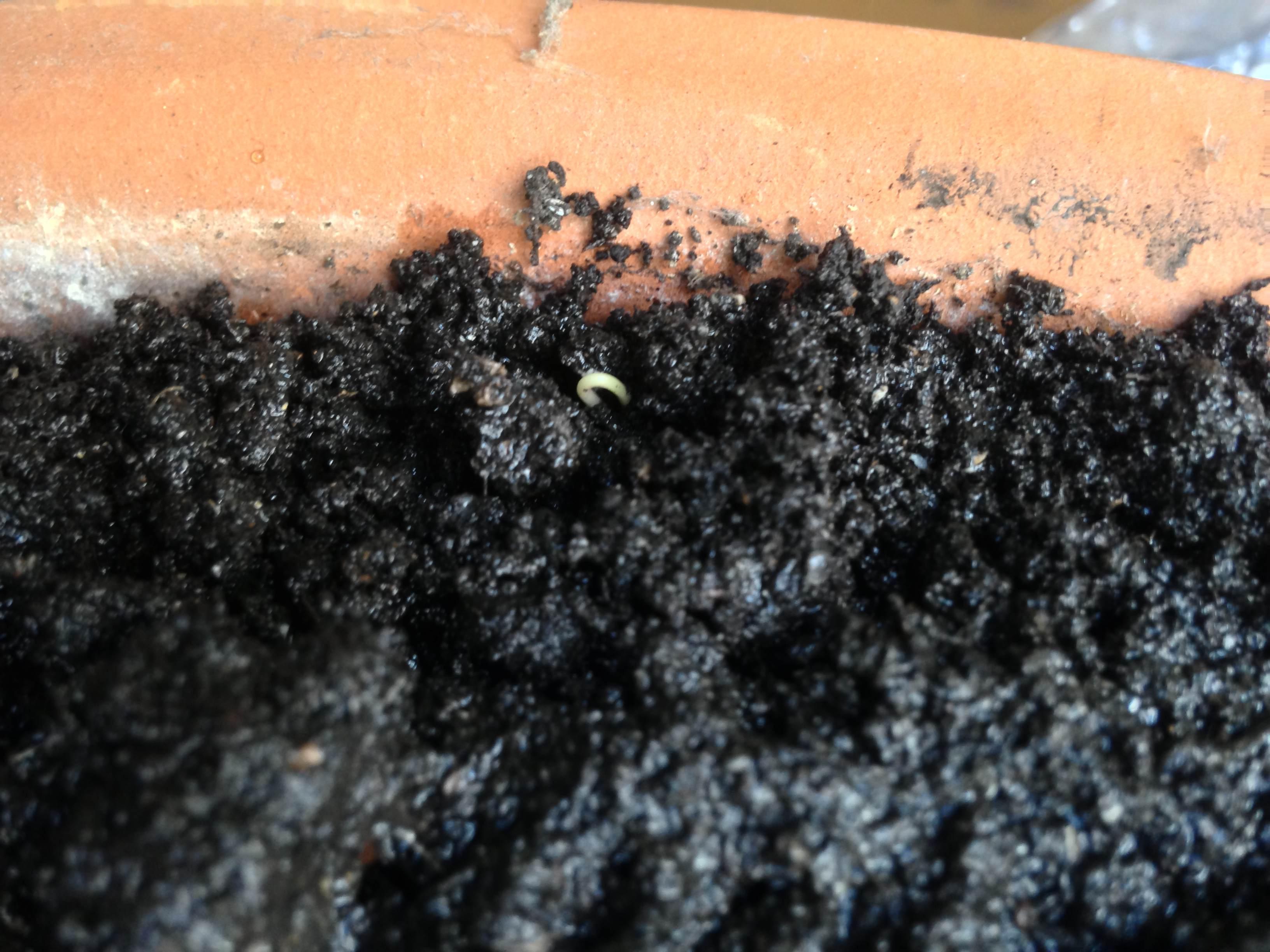 Illustration for article titled Milyen gyorsan nő 2013 medvehagymája? Zsázsázás Sinyával 1.