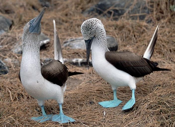 Az Állatkert szóvivője átlépte a vörös vonalat