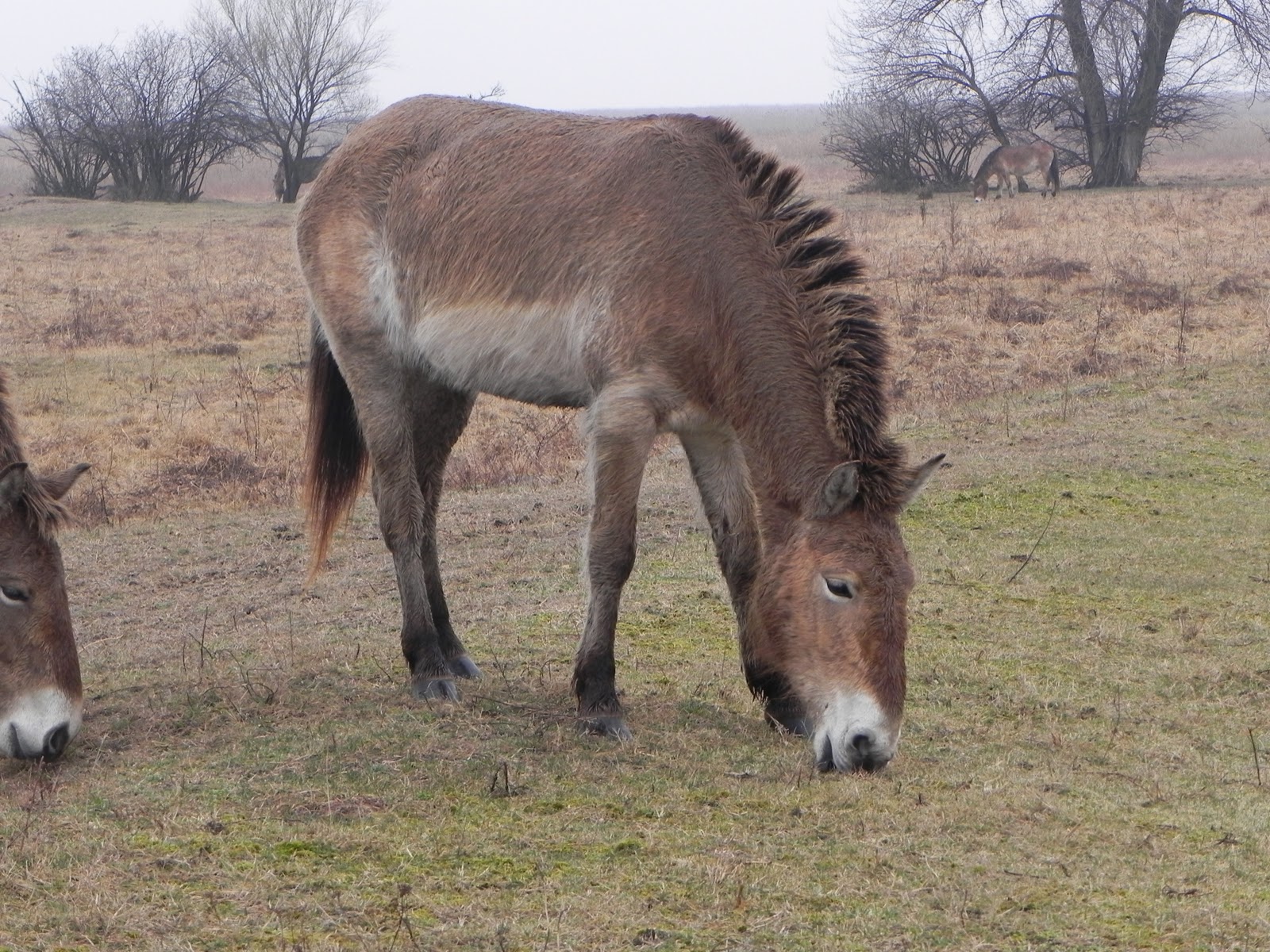 Illustration for article titled Az Állatkert szóvivője átlépte a vörös vonalat