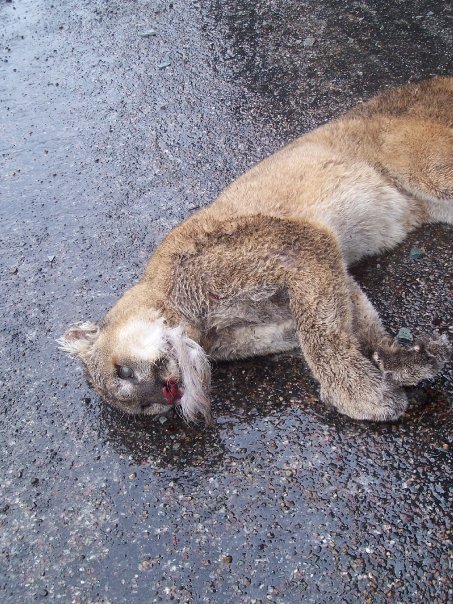 Illustration for article titled Együtt zuhant szakadékba a puma és a hegyi kecske