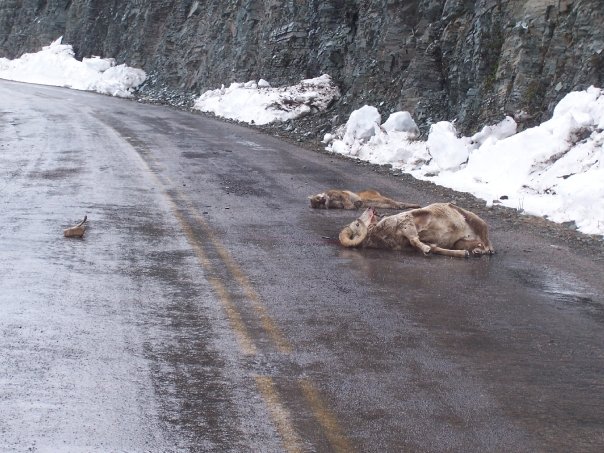 Együtt zuhant szakadékba a puma és a hegyi kecske