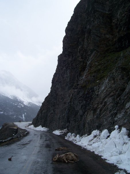 Illustration for article titled Együtt zuhant szakadékba a puma és a hegyi kecske