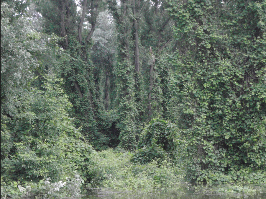 Illustration for article titled Az árvíz nemcsak szopás: horgászkalandok Hároson