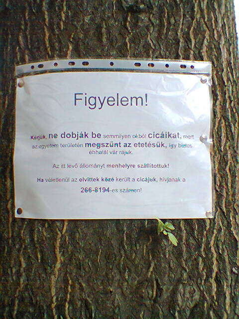 Cicaharc szó szerint: cicákat semmilyen okból ne dobjatok be!