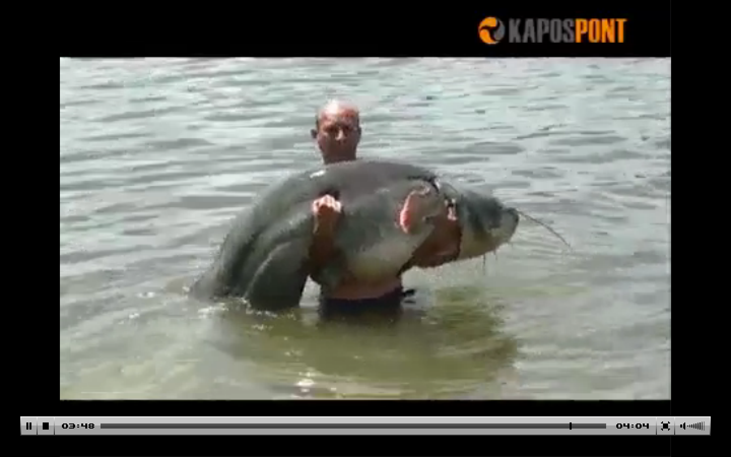 Illustration for article titled Óriáshal-invázió Kaposvár mellett