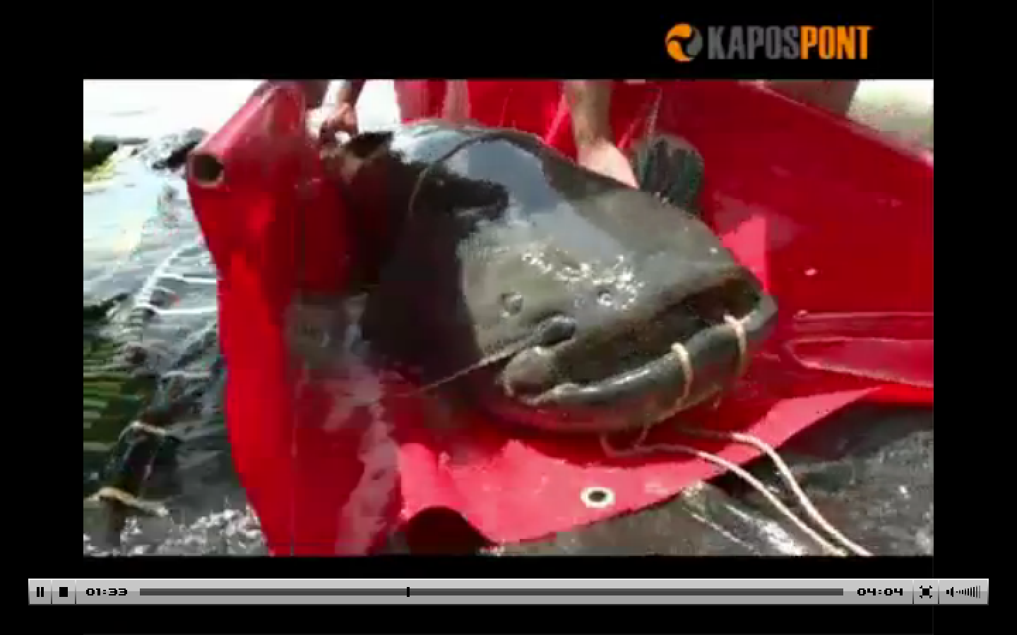 Illustration for article titled Óriáshal-invázió Kaposvár mellett