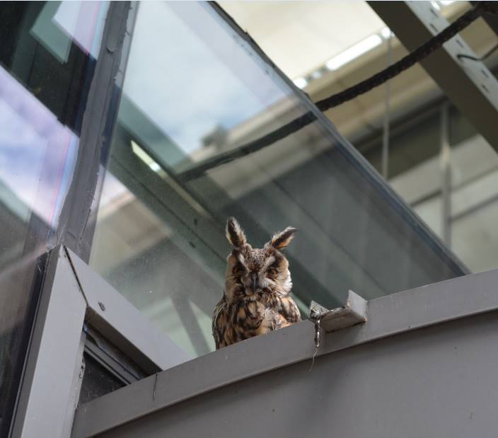Cuki bagoly menekült be a szegedi egyetemre