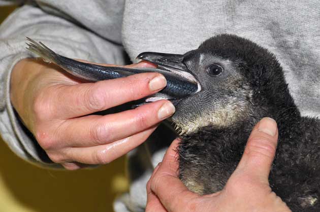 Illustration for article titled Ez a cukiságbomba felperzselheti a fél magyar internetet