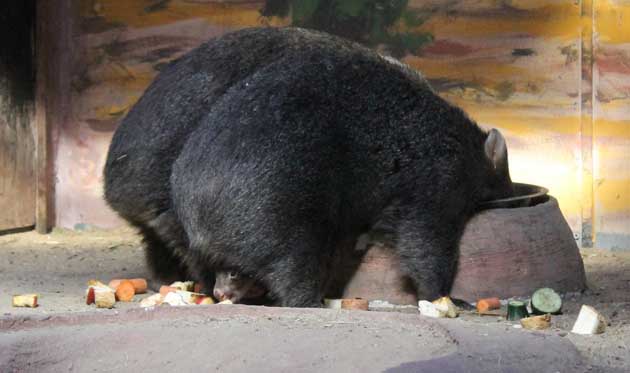 Illustration for article titled Ez a cukiságbomba felperzselheti a fél magyar internetet