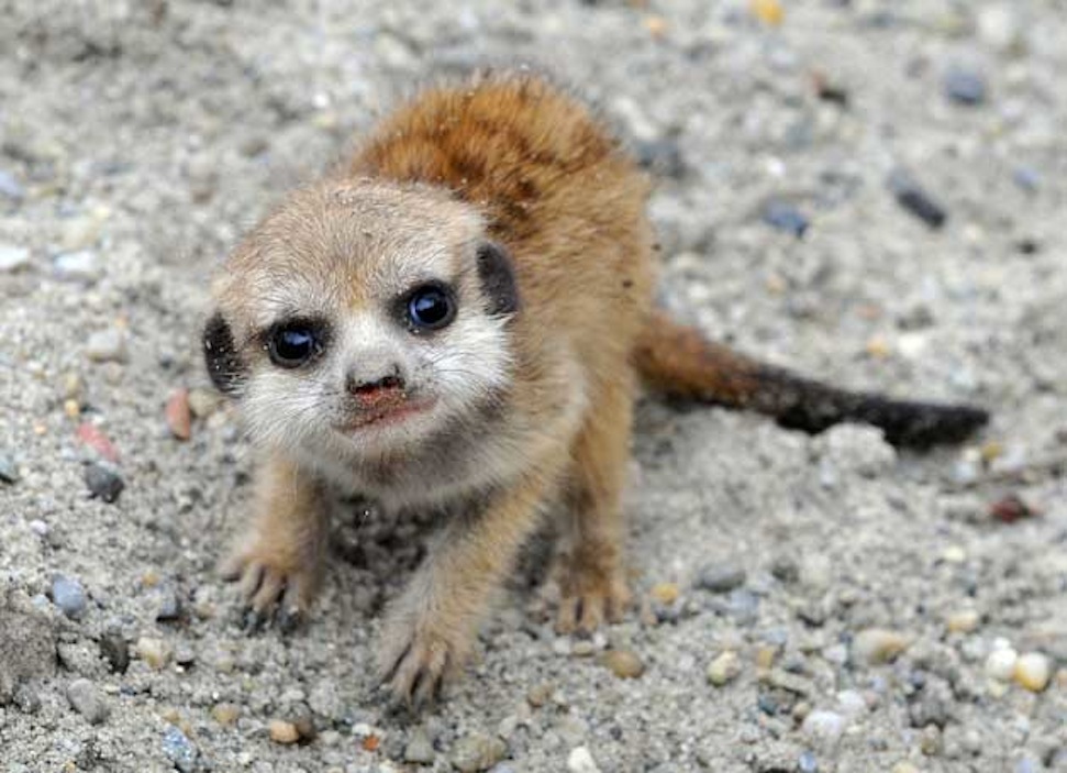 Ez a cukiságbomba felperzselheti a fél magyar internetet