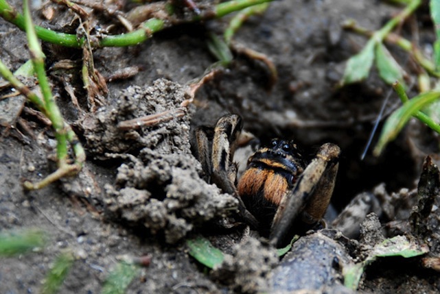 Illustration for article titled Óriáspókok jelentek meg budapesti kertek talajában