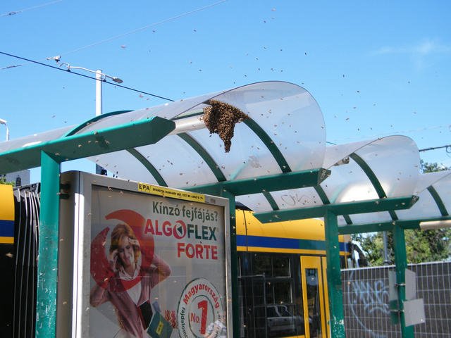 A közösségi méhészkedés bekebelezte a Jászait