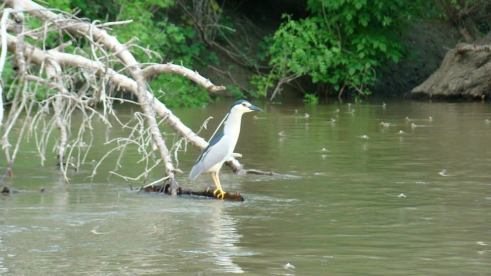 Repül a kérész a Maroson