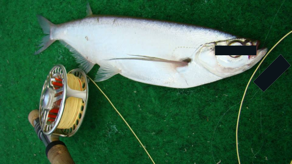 Illustration for article titled Repül a kérész a Maroson