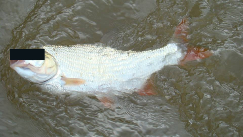 Illustration for article titled Repül a kérész a Maroson