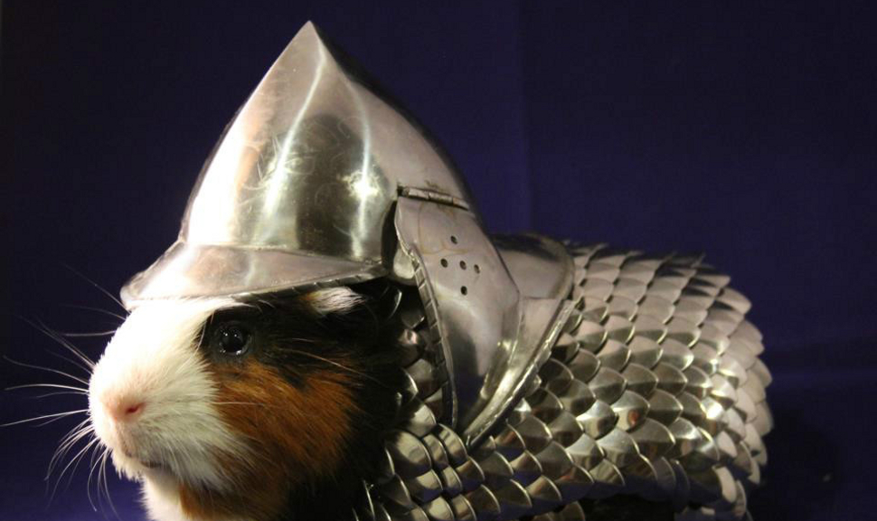 Harci páncél és sisak tengeri malacoknak