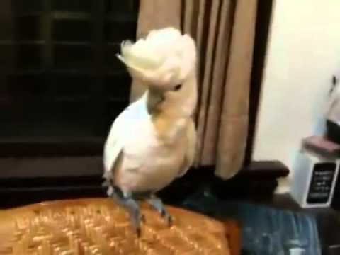 Táncoló kakaduval a versmondó Gyurcsány ellen