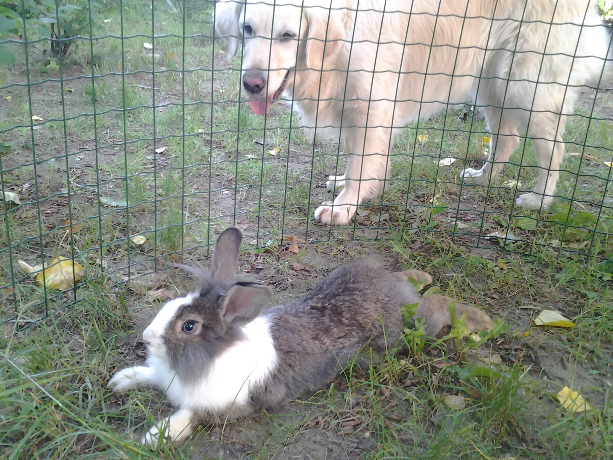 Breaking: ismeretlen eredetű nyúl áll a házunk előtt