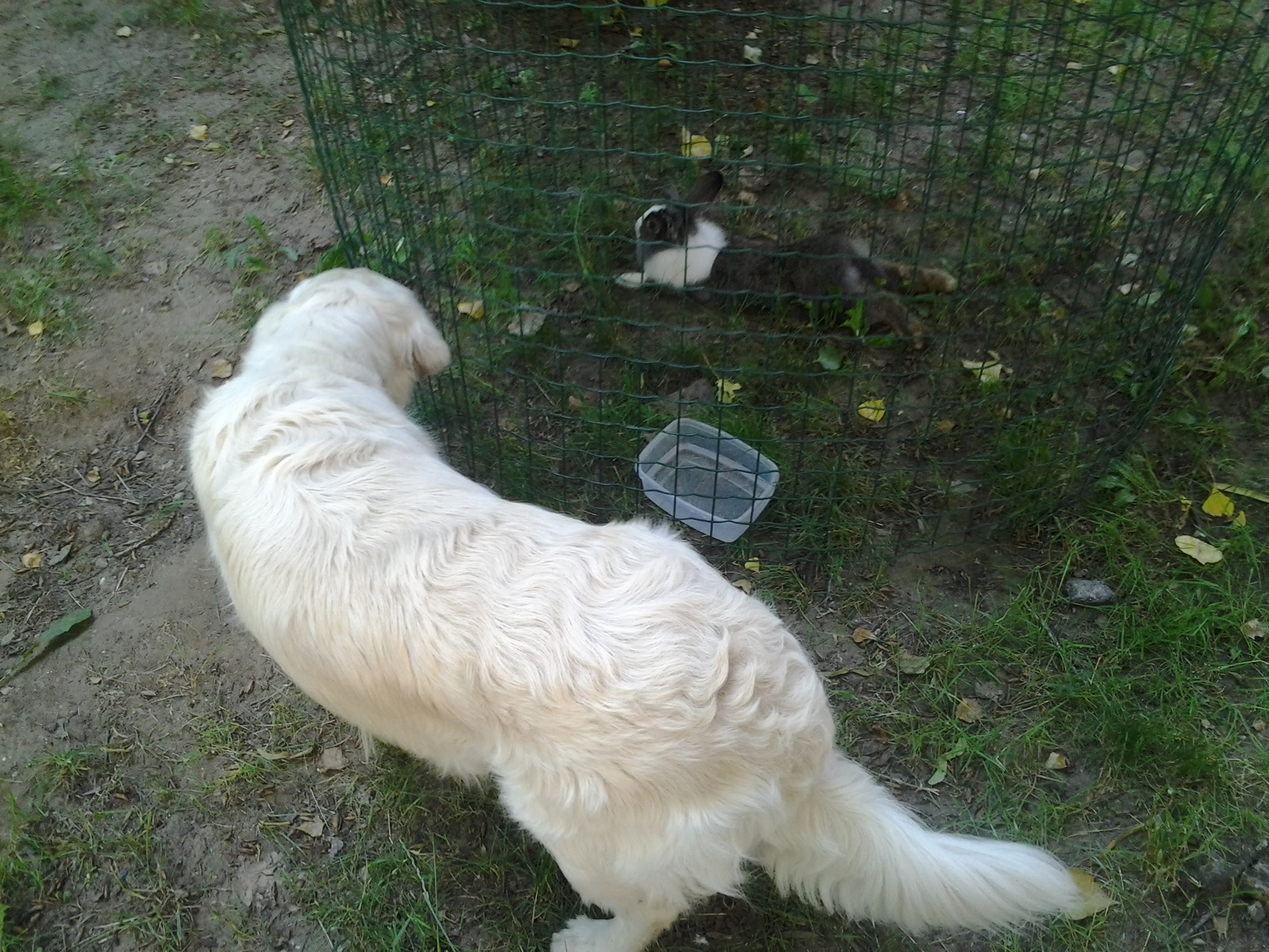 Illustration for article titled Breaking: ismeretlen eredetű nyúl áll a házunk előtt