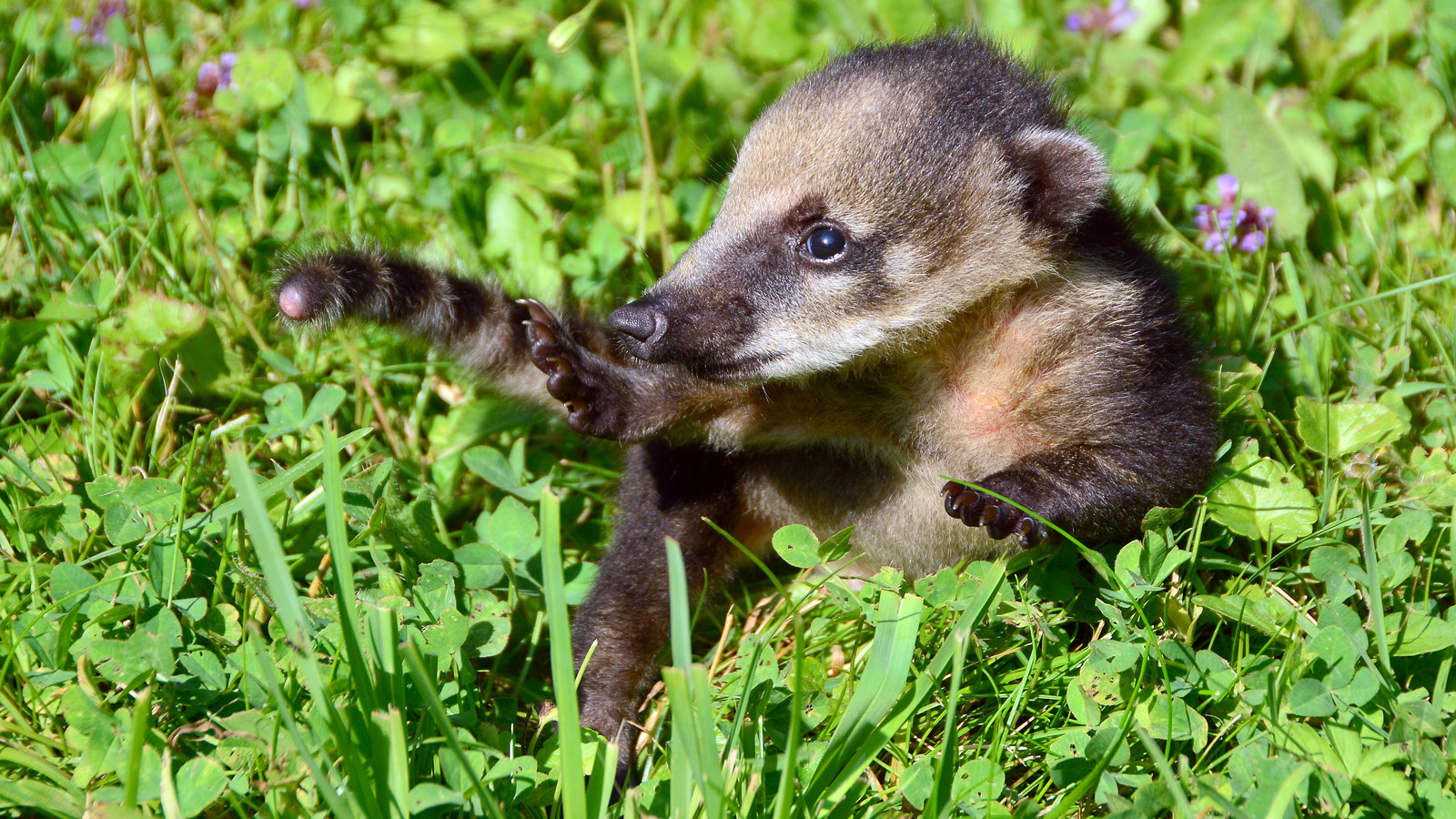 Helló, én egy ormányosmedve vagyok és most ellopom a szíved!