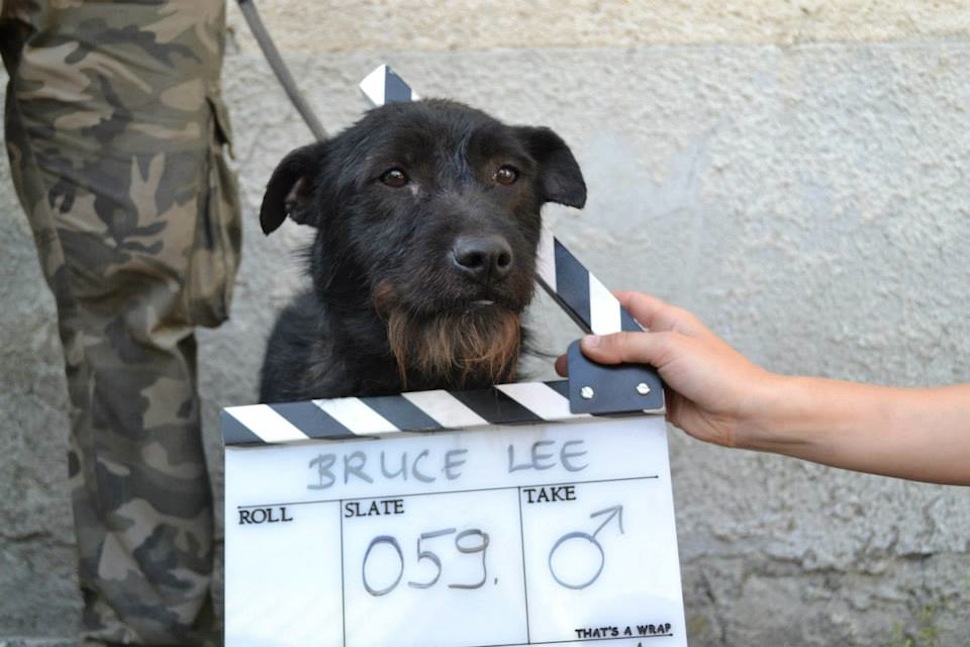 Fogadd örökbe Mundruczó Kornél kutyáit!