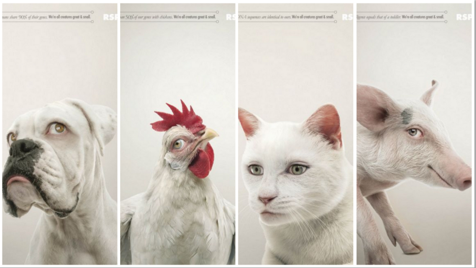 Ilyen hátborzongatóan néznének ki az állatok emberszemmel